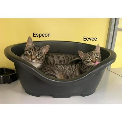 Eevee en Espeon
